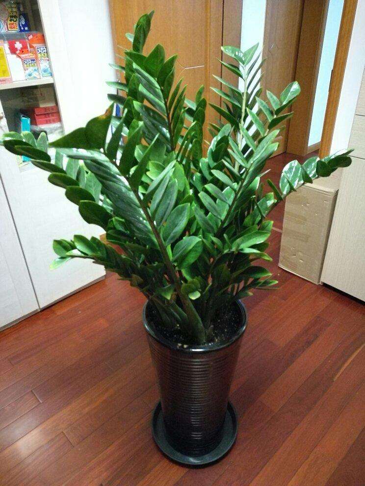 住新房,记得带这8种花,高端大气,满屋甲醛“都吸走”!