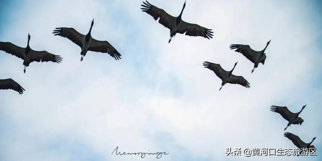 【黄河口生态旅游区】我已最美 欢迎回家