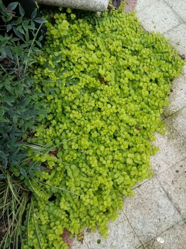 地被植物如何配置?