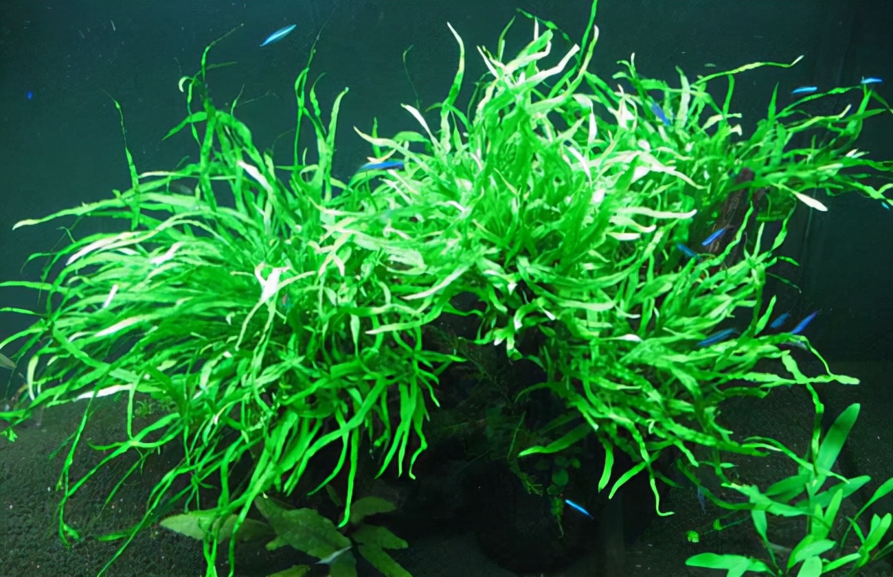 庭院设计师精心总结的15种适合庭院水池栽种的水生植物,建议收藏