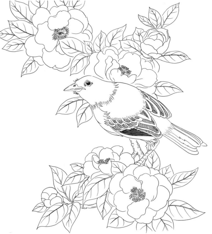 黑白花鸟线描100例第二篇