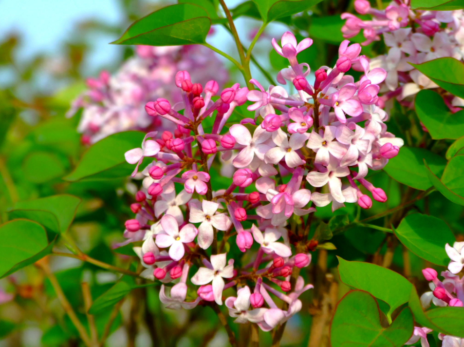 丁香花开满城香，十首丁香花的古诗词，绽满枝头，如霞如烟