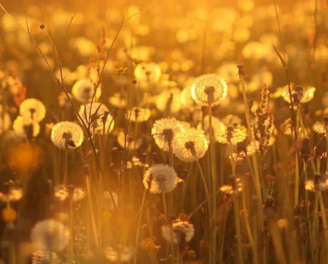 说给虚伪的朋友的说说，朋友之间的虚伪友谊说说