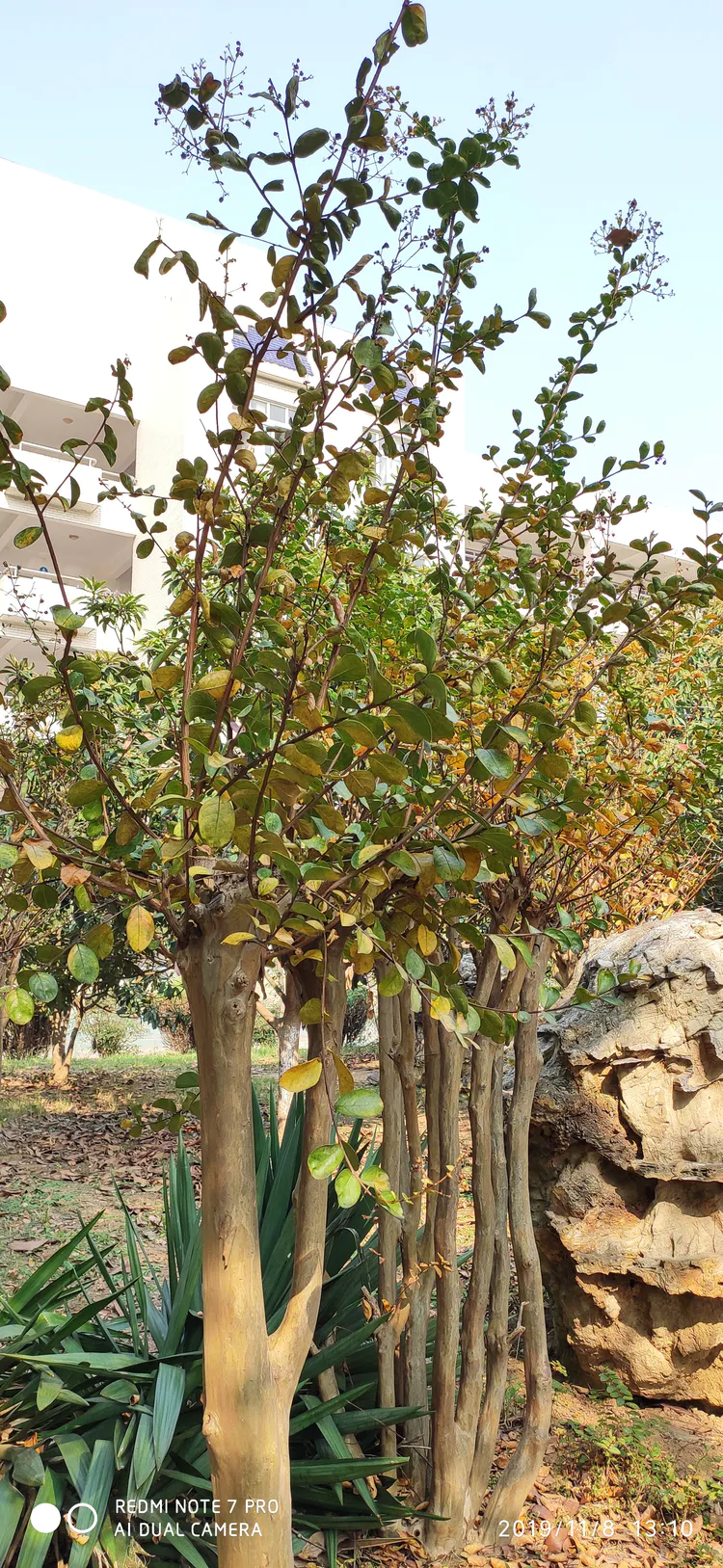 陪你一起看湖北省广水一中①——走进植物王国