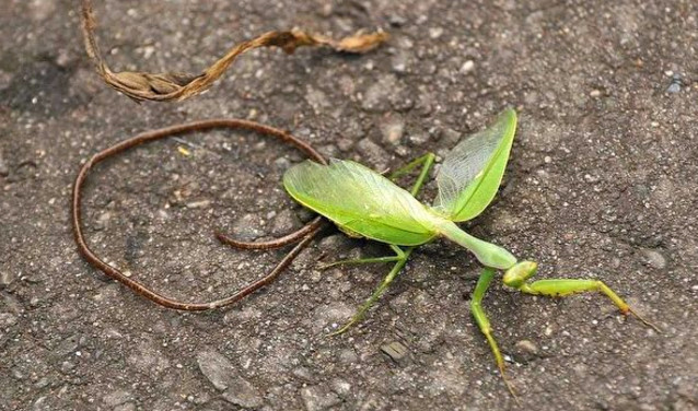 恐怖的寄生虫之——螳螂杀手"铁线虫"，铁线虫到底多可怕？
