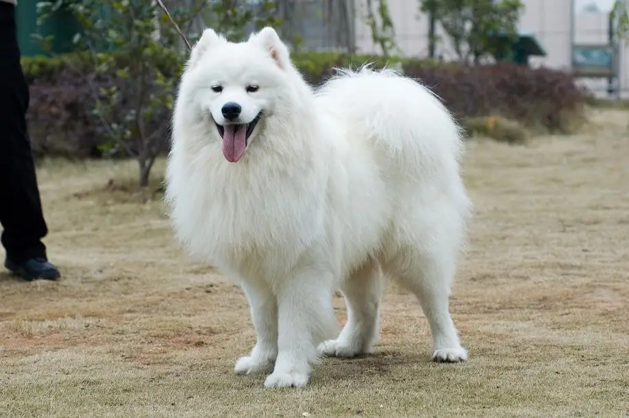 边境牧羊犬多钱一只（什么狗最贵最值钱排名）