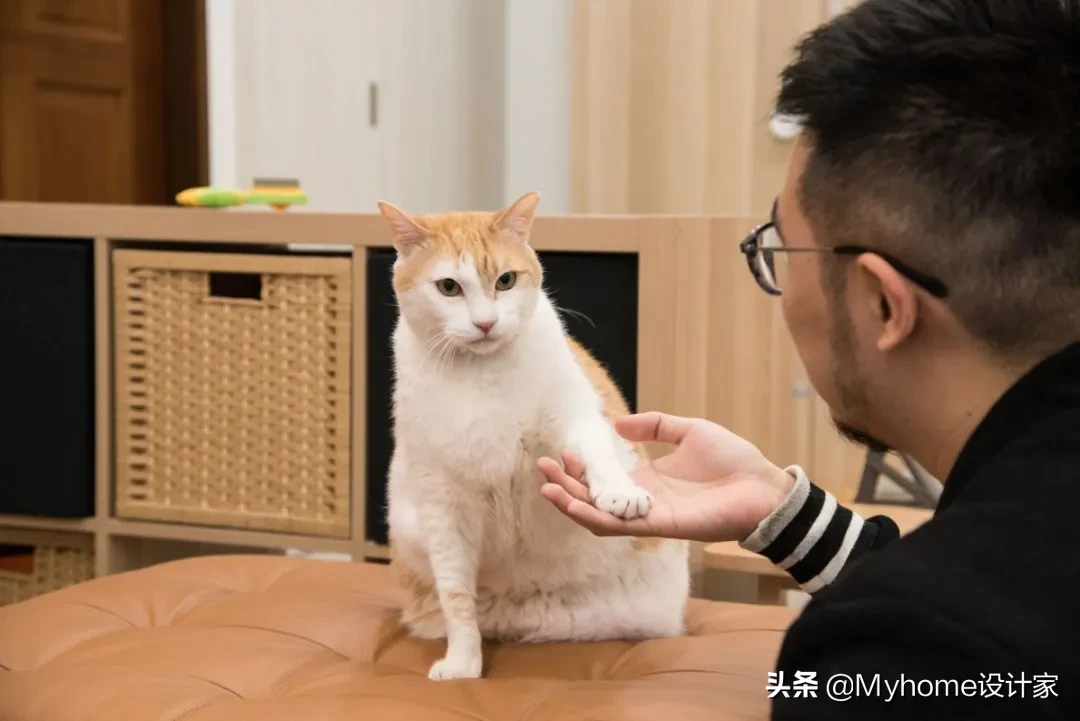 8只猫与人共住,舒适北欧风!竟是宜家爆改出租房!猫皇不亦乐乎