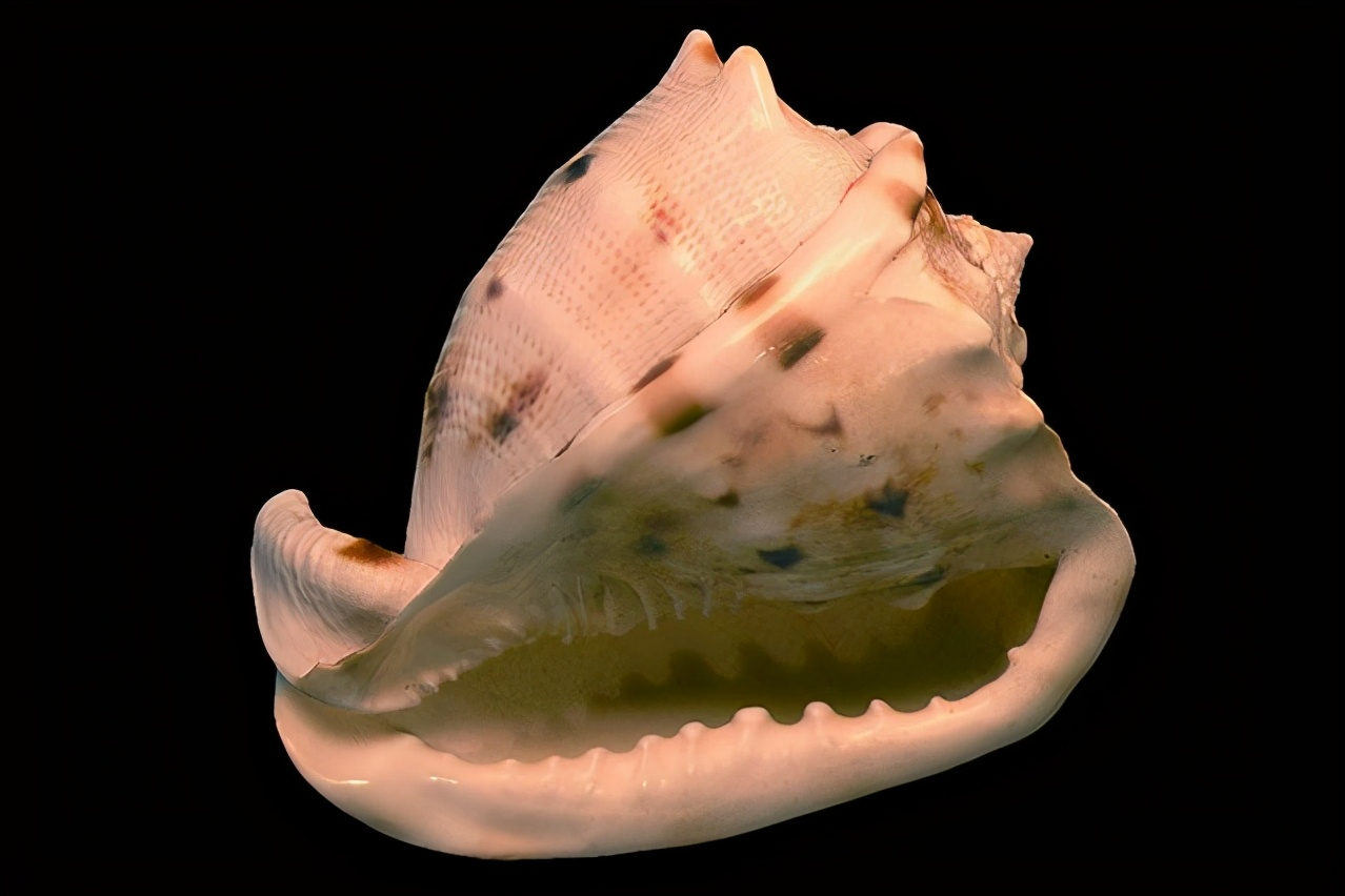 伙伴大家好 今天为大家带来世界四大名螺和一个我感觉非常好看的海螺