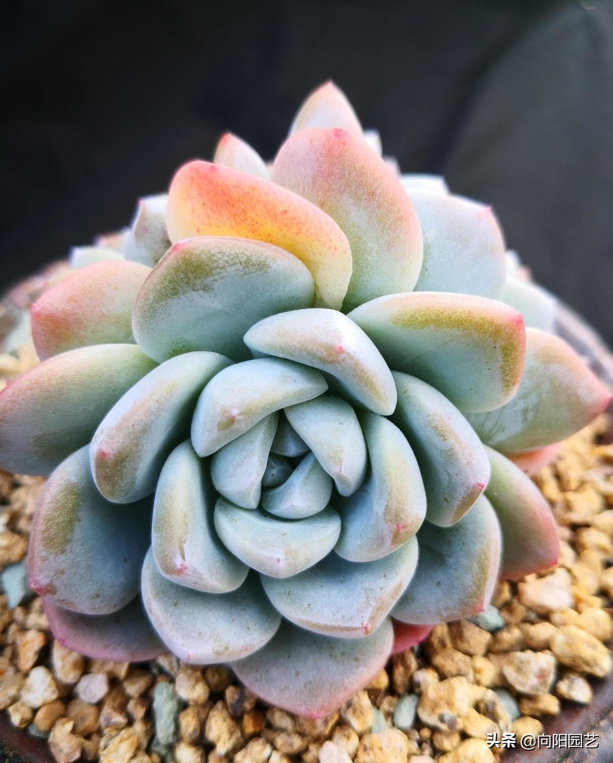 13冰花多肉植物怎么养最佳「科普」 -骁龙网