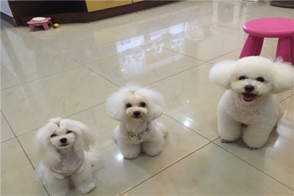 宠物培训学校排行榜（宠物医院加盟10大品牌排行榜）