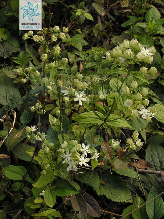 青叶胆的功效与作用-我的快乐小窝