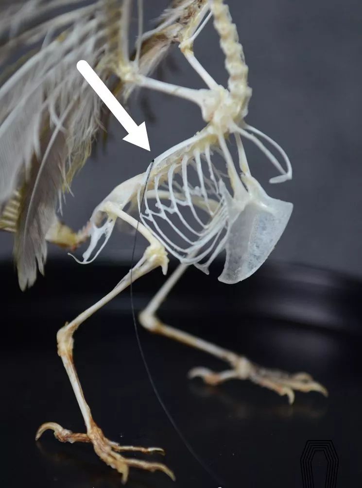 店里的订单越接越多,每天都有人找赵云川定制动物骨骼标本,他想创作出