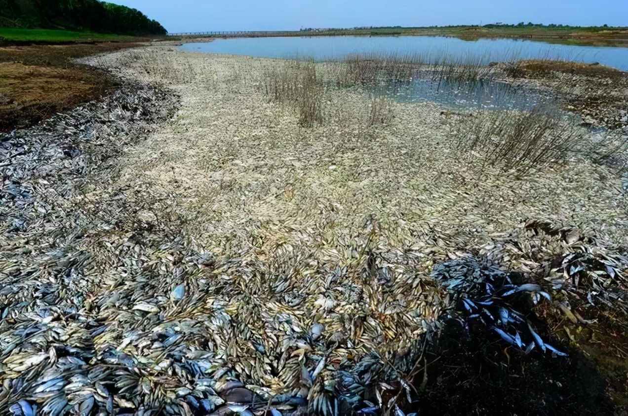 动物界十大霸主：巨蟒粪便窒息数千鱼类，生态灾难震惊世界