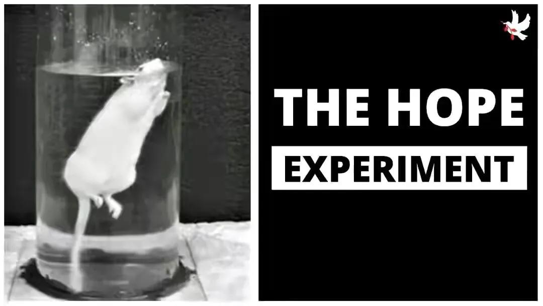 “耗子尾汁”不讲武德