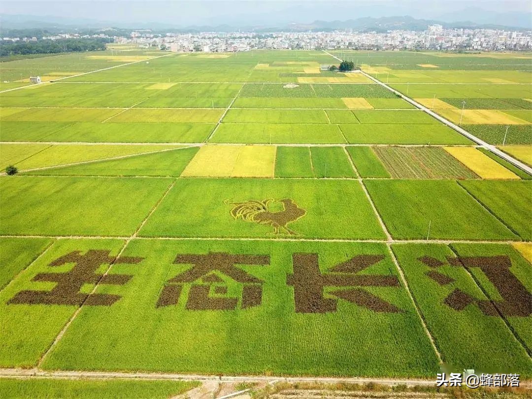 农业农村部：2021年耕地补贴1205亿，直补到户，看看哪些人受益？