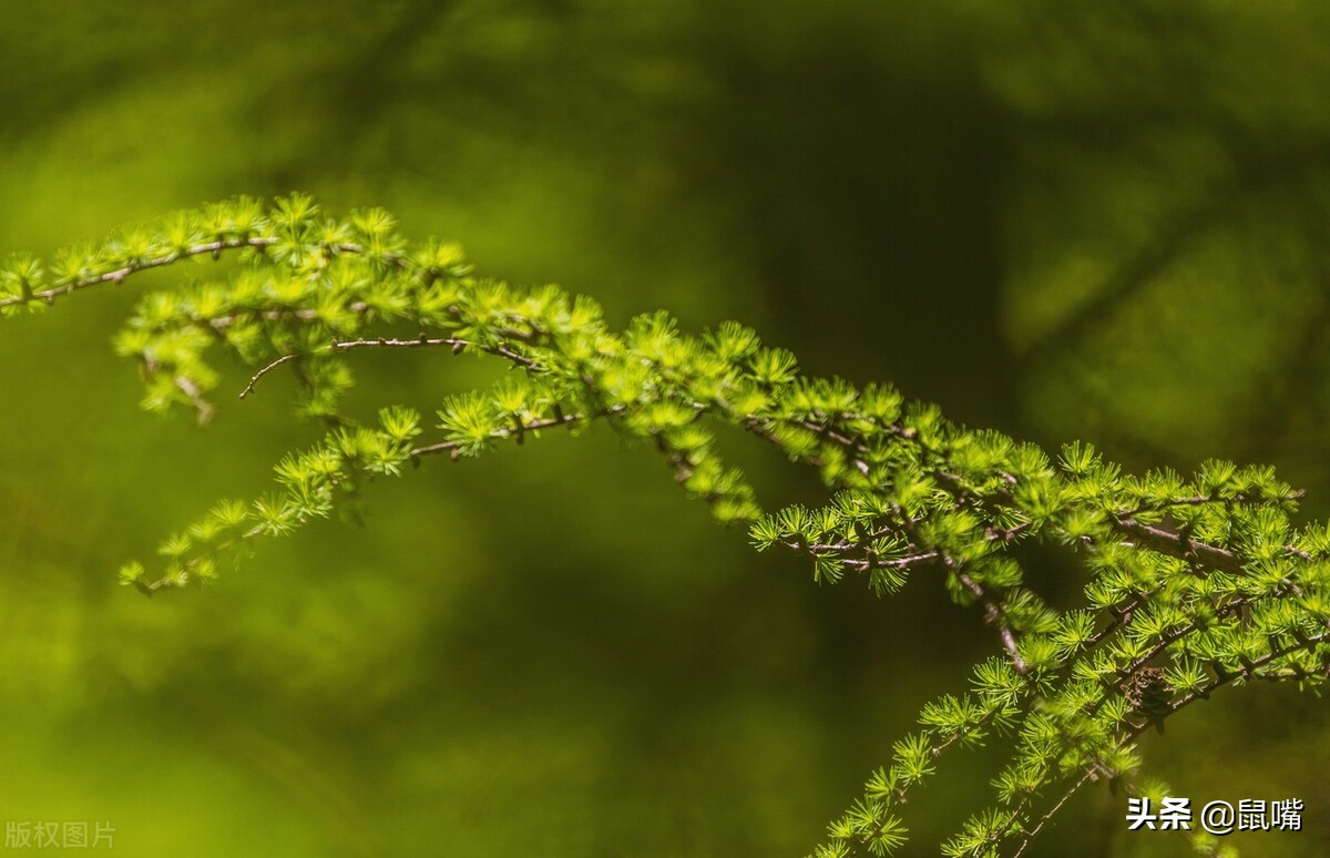 《列子》原文 译文（二）