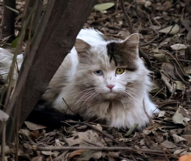 猫咪为什么不能随便送人 把小猫咪送人是不是很残忍