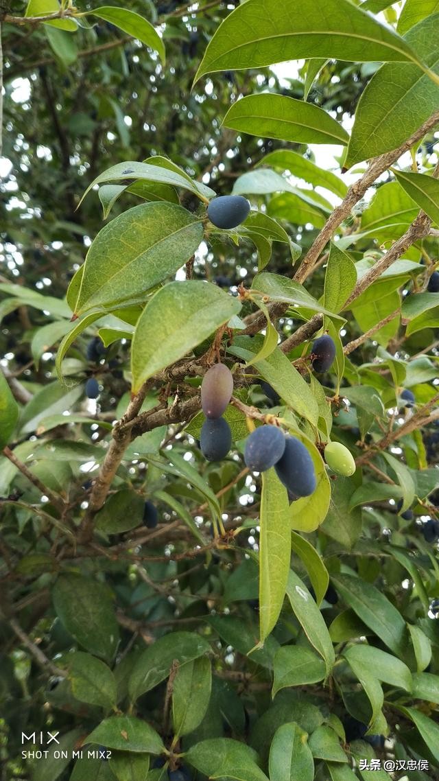 各位不用再试了，这个果子不能吃