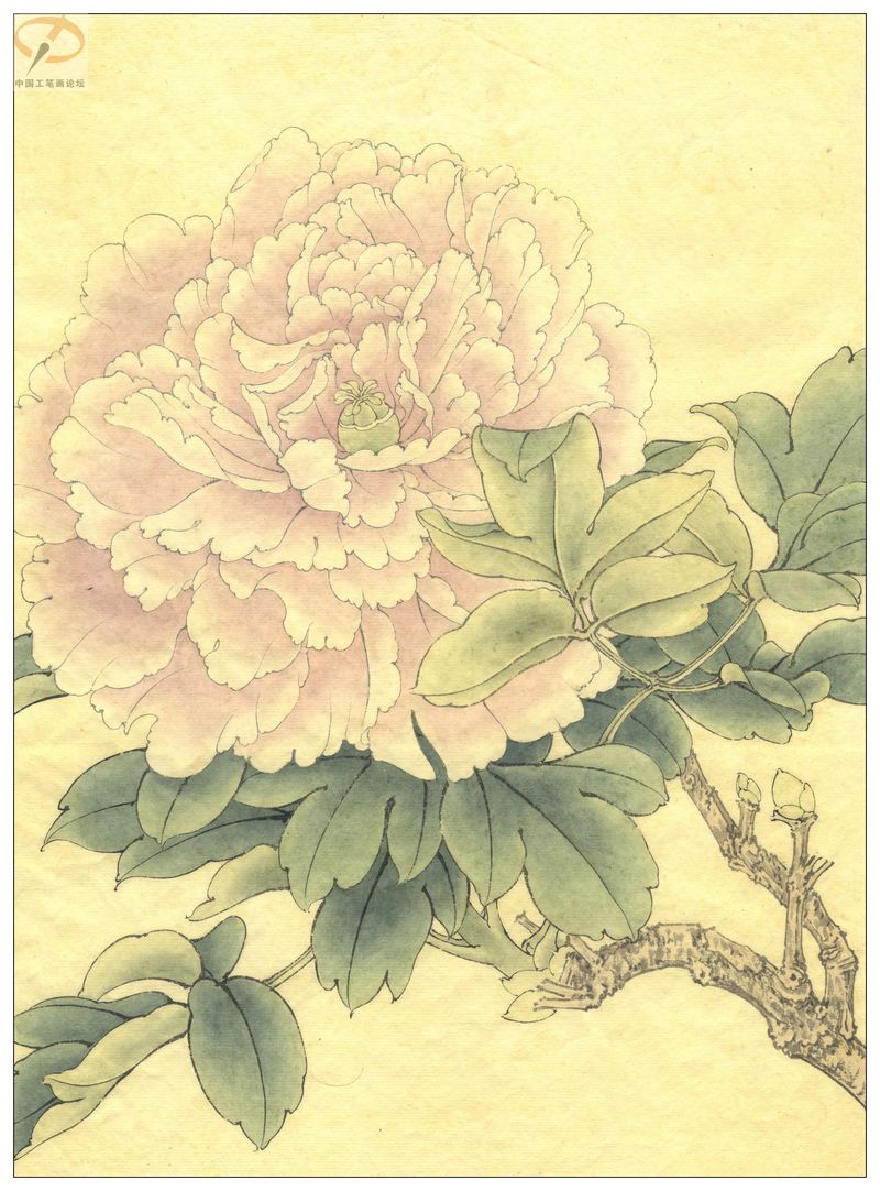 李晓明《牡丹》工笔画(着色绘制步骤图)第三辑