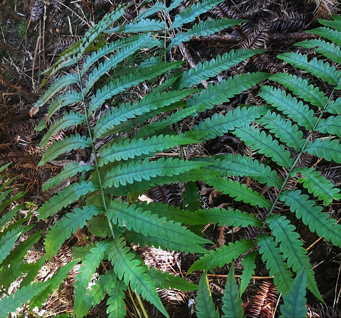 它出自《神農本草經》,是一種蕨類植物金毛狗脊的根.