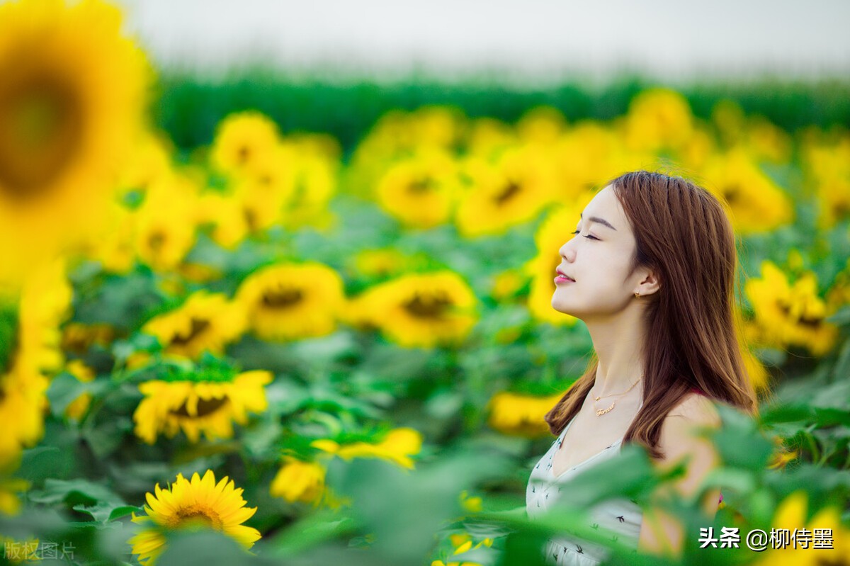 拍摄向日葵人像，用好6个摄影技巧，让曼妙倩影更加艺术唯美