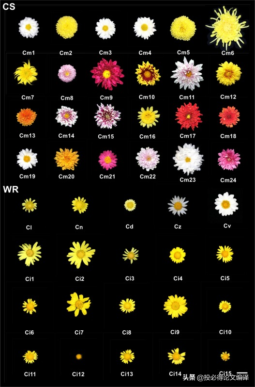 一区SCI论文见刊了，博士都能毕业，却找不到对象