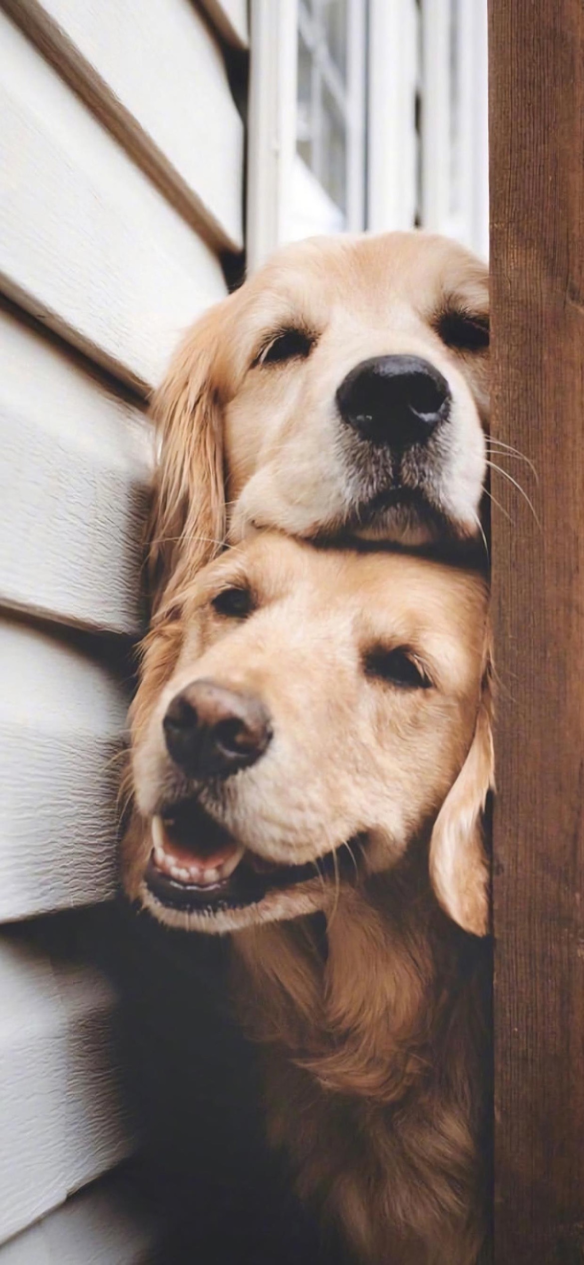 萌宠壁纸|一个我,一只狗,我们都是单身狗