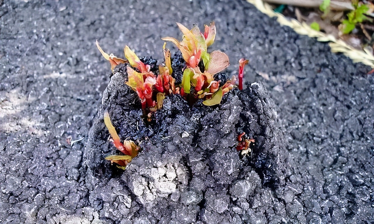 不管是柏油马路还是地基墙缝,只有有一丝裂纹,虎杖芽就有机会破障而出