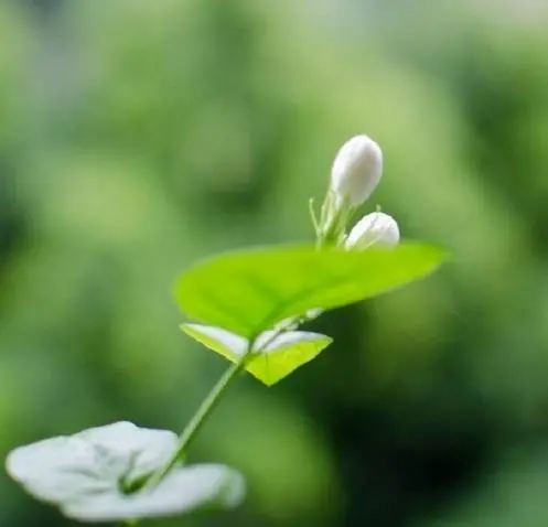 发朋友圈的佛语经典语录，读懂一半受益终生！