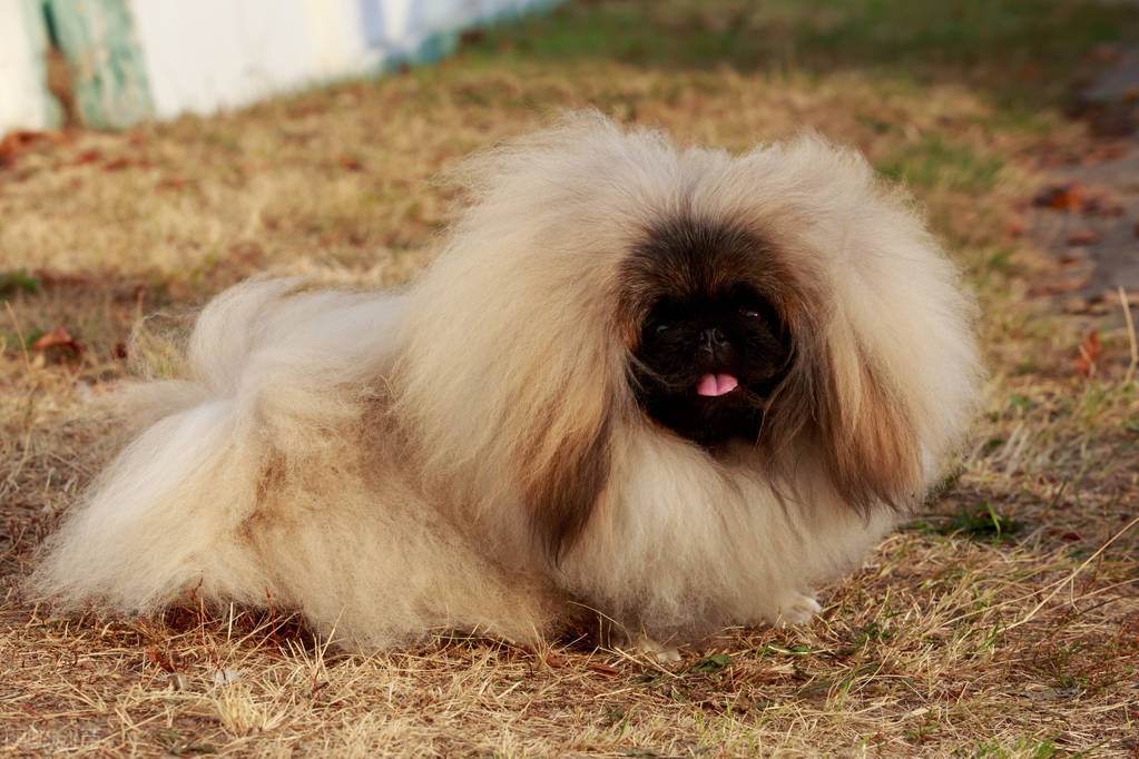 曾经享尽荣华富贵的皇家御犬——京巴犬 挑选饲养护理方法等全介绍