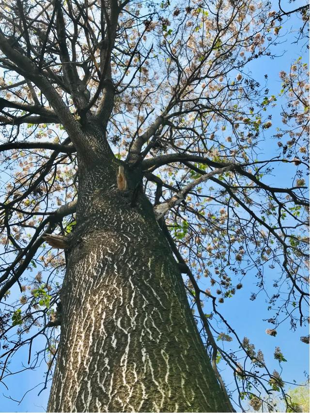 （原创）又见梧桐花