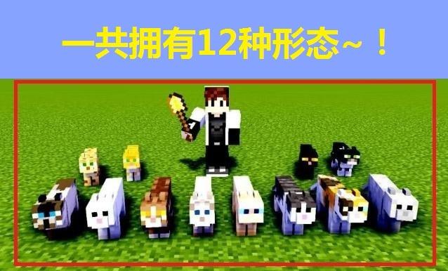 我的世界：关于猫的冷知识！与玩家共眠是其一 新版本还能变异？