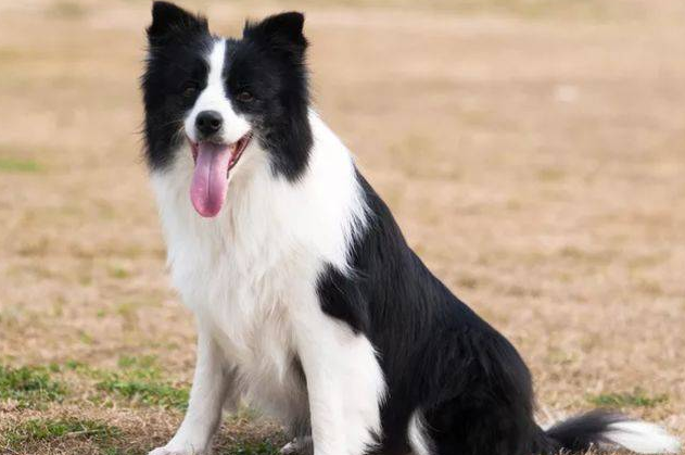 成年边牧一天吃多少狗粮(养边境牧羊犬) - 青木春