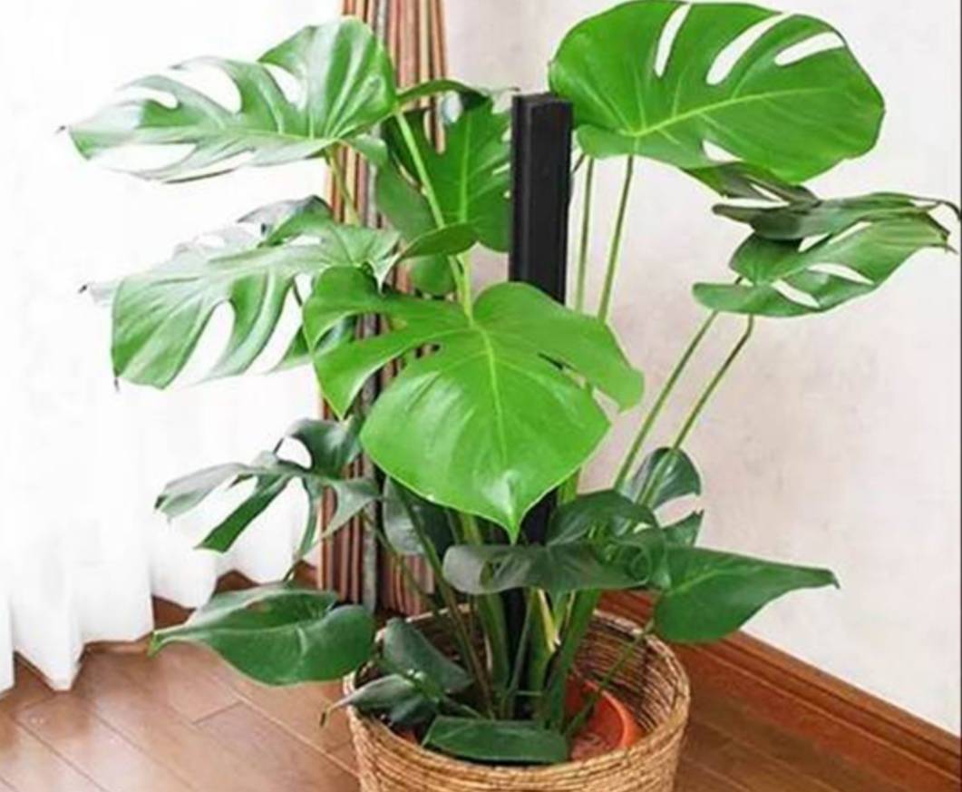 客厅养什么植物有利客厅一般养什么植物有利风水