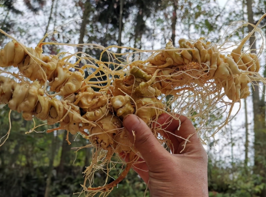 它叫竹节参:过去没人挖,如今野生罕见了,种植的每斤150元