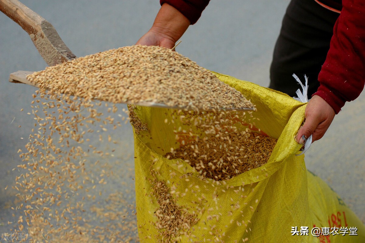 现在新稻价格多少钱一斤？2021年11月最新稻谷行情走势预测分析