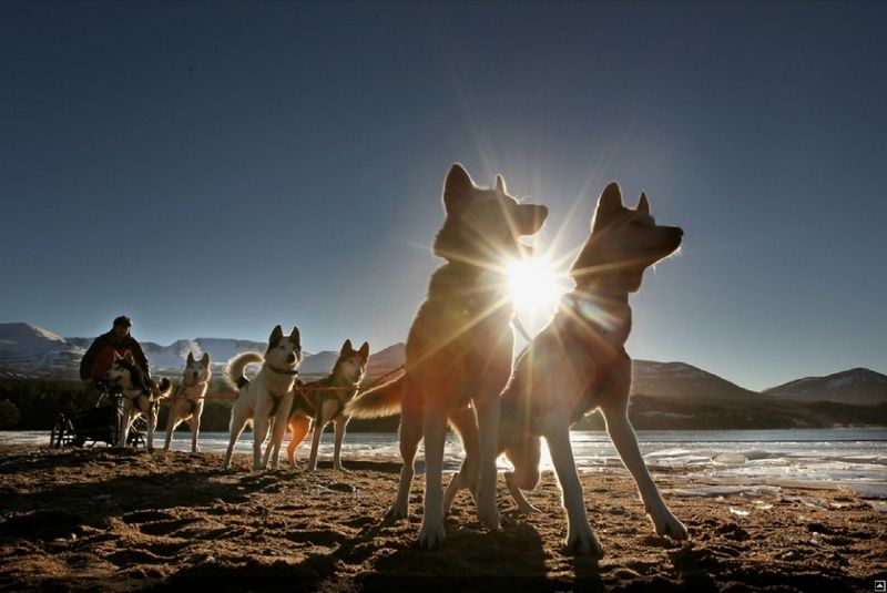 原来哈士奇可以这么帅？雪地竞赛中的它们，不是军犬胜似军犬！