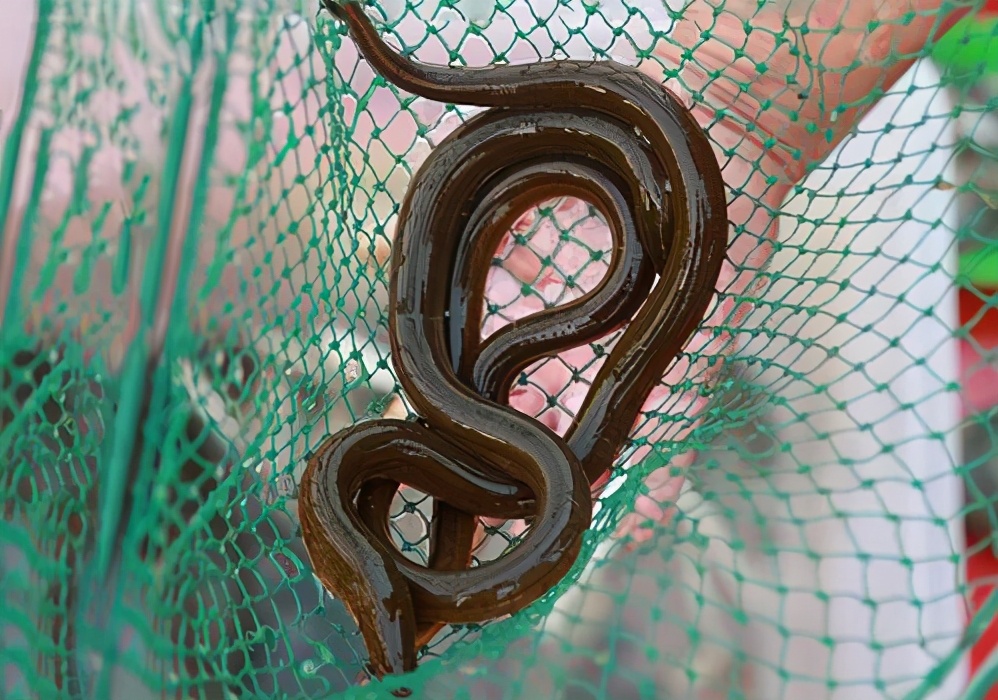 它是鱼类却像蛇,本身更是雌雄同体!黄鳝的性逆转功能超出你想象