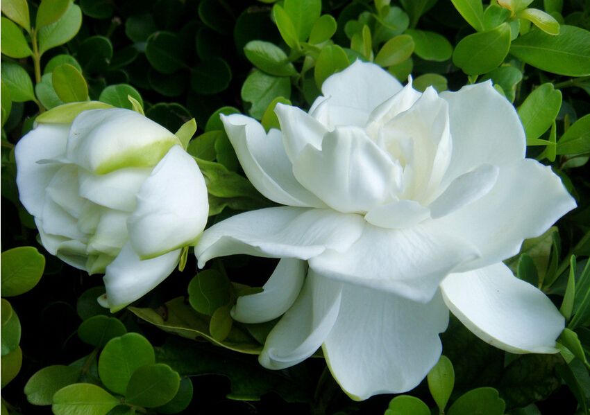 栀子花黄叶怎么办？“两招”就解决，四季绿油油，花苞满枝又芳香