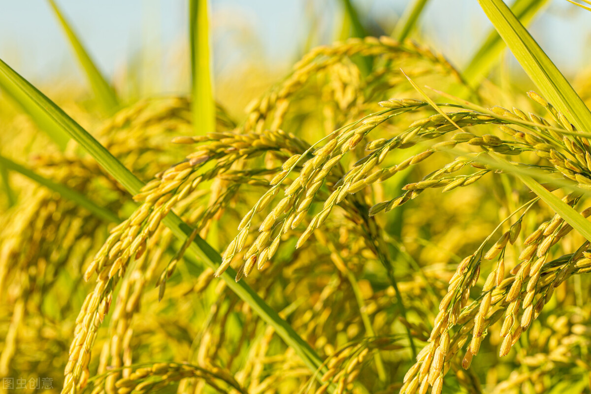 玉米颓势不减，稻谷也跟着传染？小麦全面突破1.3元，能涨多久？