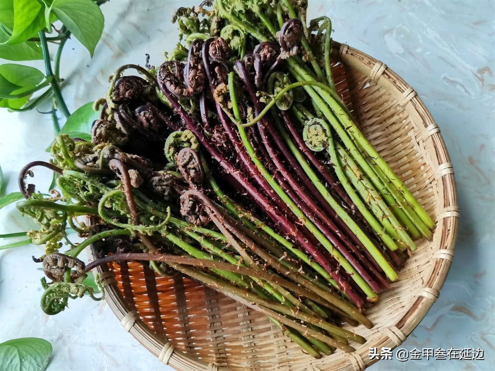 盘点东北人挚爱的野菜!不知道你吃过几种?现在买真不便宜