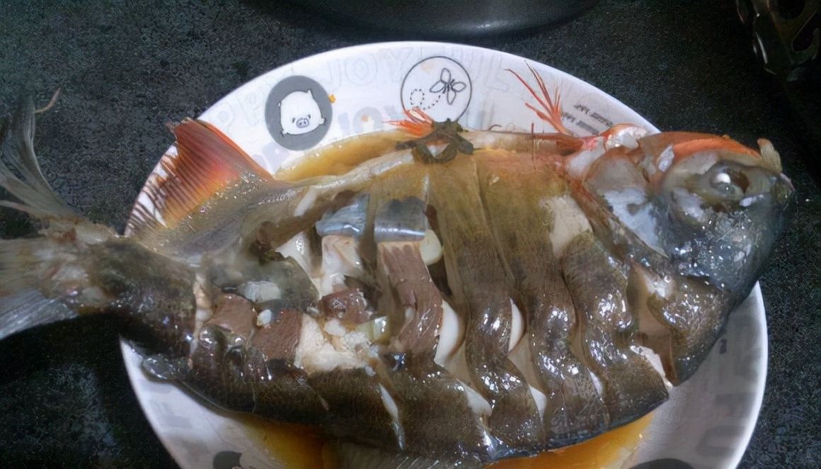 紅腹食人鯧,紅腹食人鯧魚