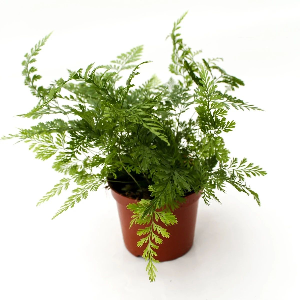 根茎像狼尾一般的蕨类植物,室内户外都长很好,新手不容错过