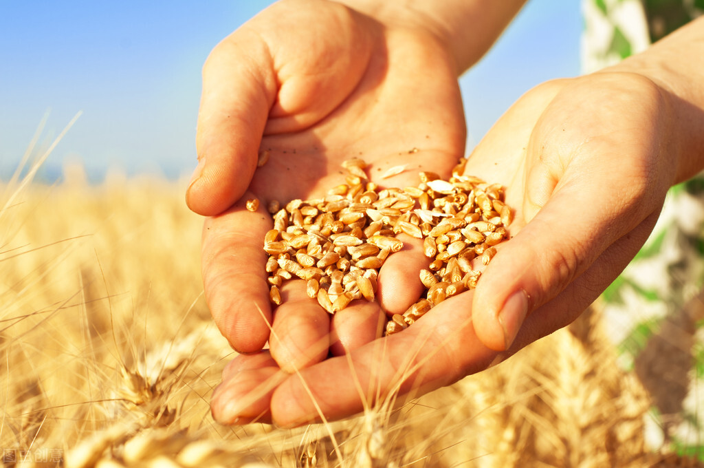 小麦丰收，价格不断上涨，1.3元已经突破，企业抢粮，还能涨吗？