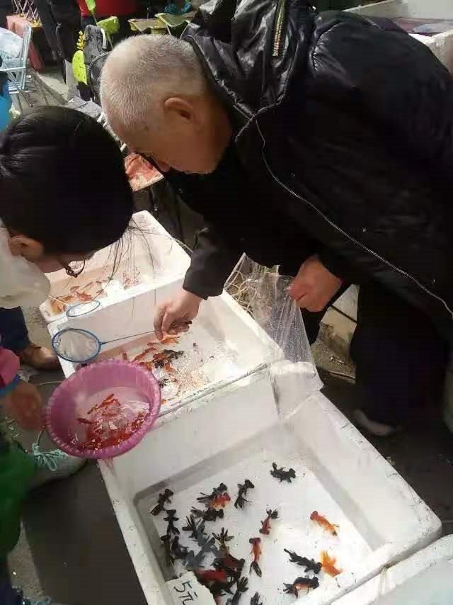 花鸟市场的鱼