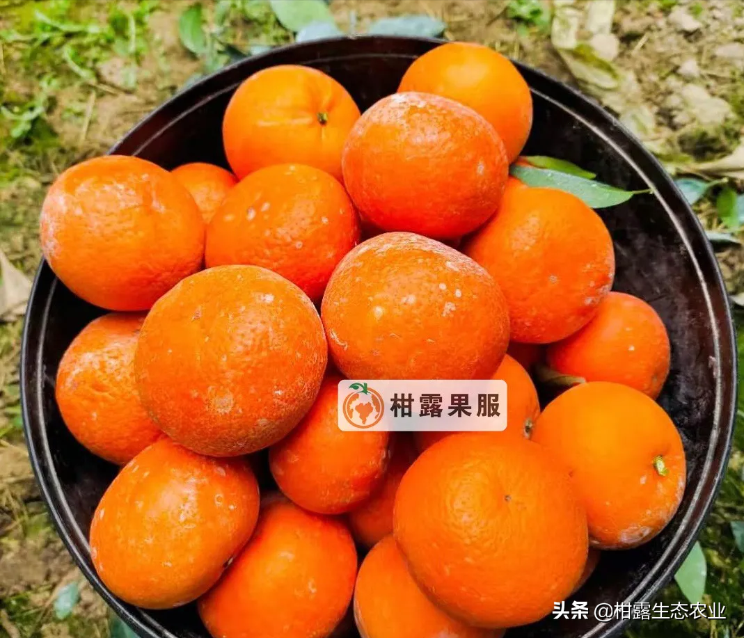 2月25日柑橘行情：沃柑价格保持稳定，砂糖橘价格下滑