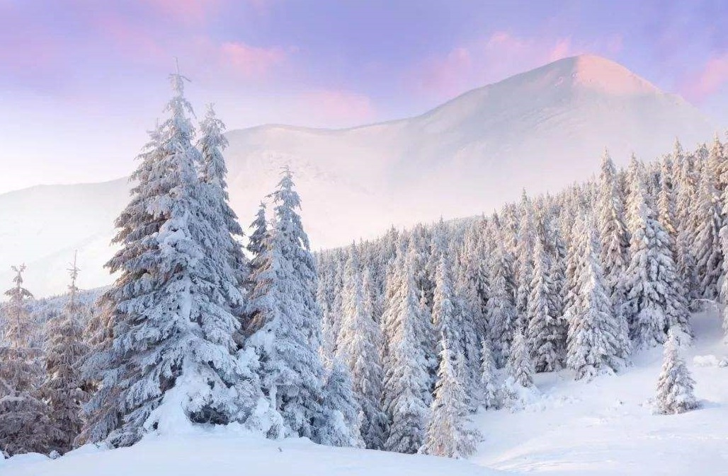 针叶林分布在什么地方(分布在地球亚寒带针叶林介绍)