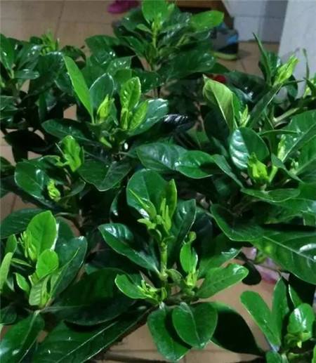 栀子花黄叶怎么办？“两招”就解决，四季绿油油，花苞满枝又芳香