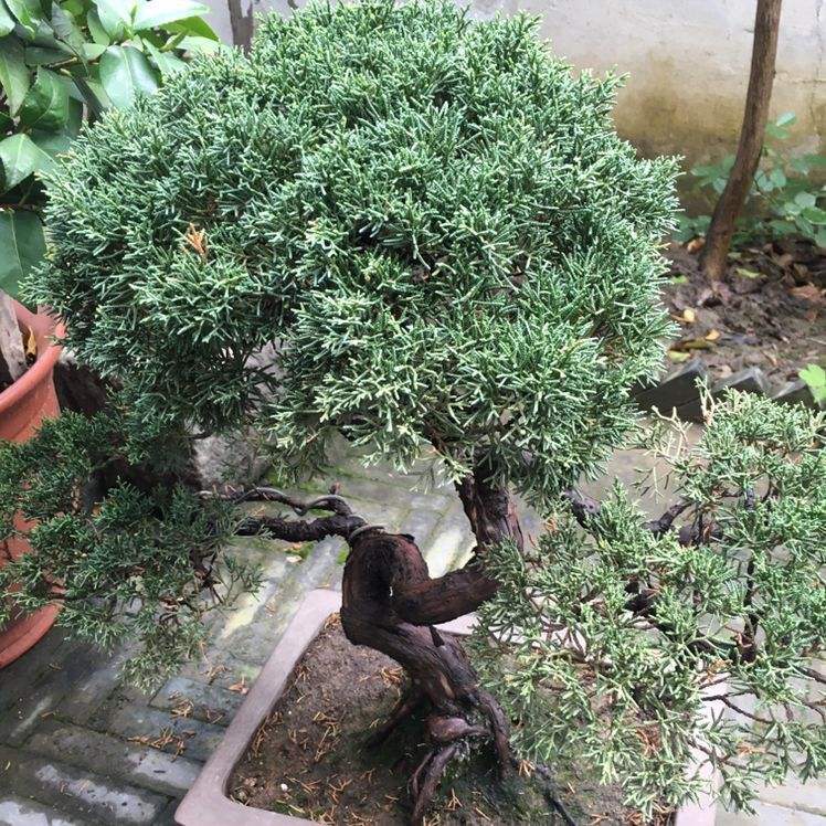 水杉圖片,