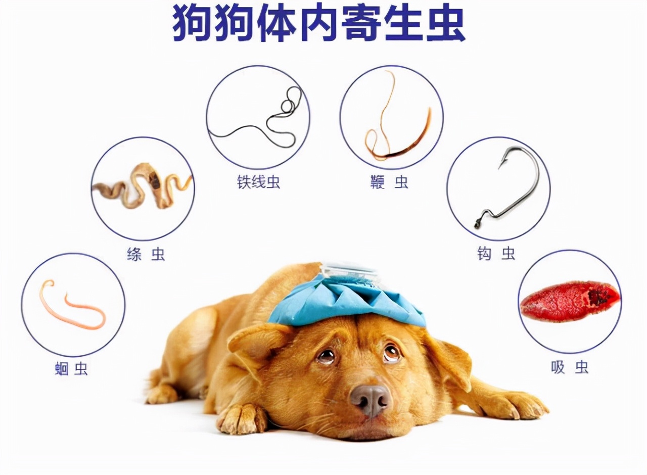 想知道狗狗身上是否有寄生虫,可以用老祖宗的"方法"试试看